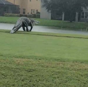 Meet your Posher, Wanda